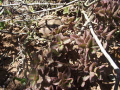 Coleus subspicatus