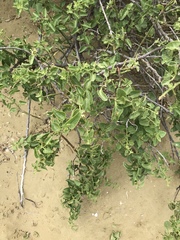 Cryptocarpus pyriformis