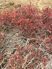 Sesuvium edmonstonei