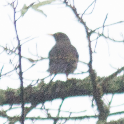 Great Thrush