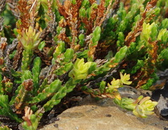 Cassiope tetragona tetragona