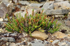 Cassiope tetragona tetragona