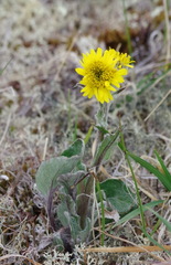Tephroseris yukonensis