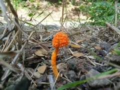 Agaricus trisulphuratus