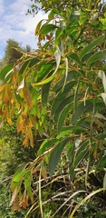 Acacia leiophylla