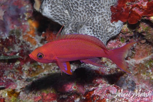 Pseudanthias randalli observed 2025-09-15