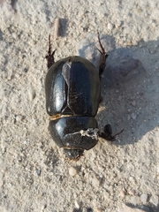 Pentodon algerinus