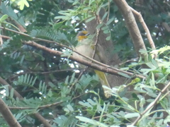 Pycnonotus finlaysoni