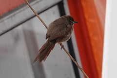 Synallaxis albescens