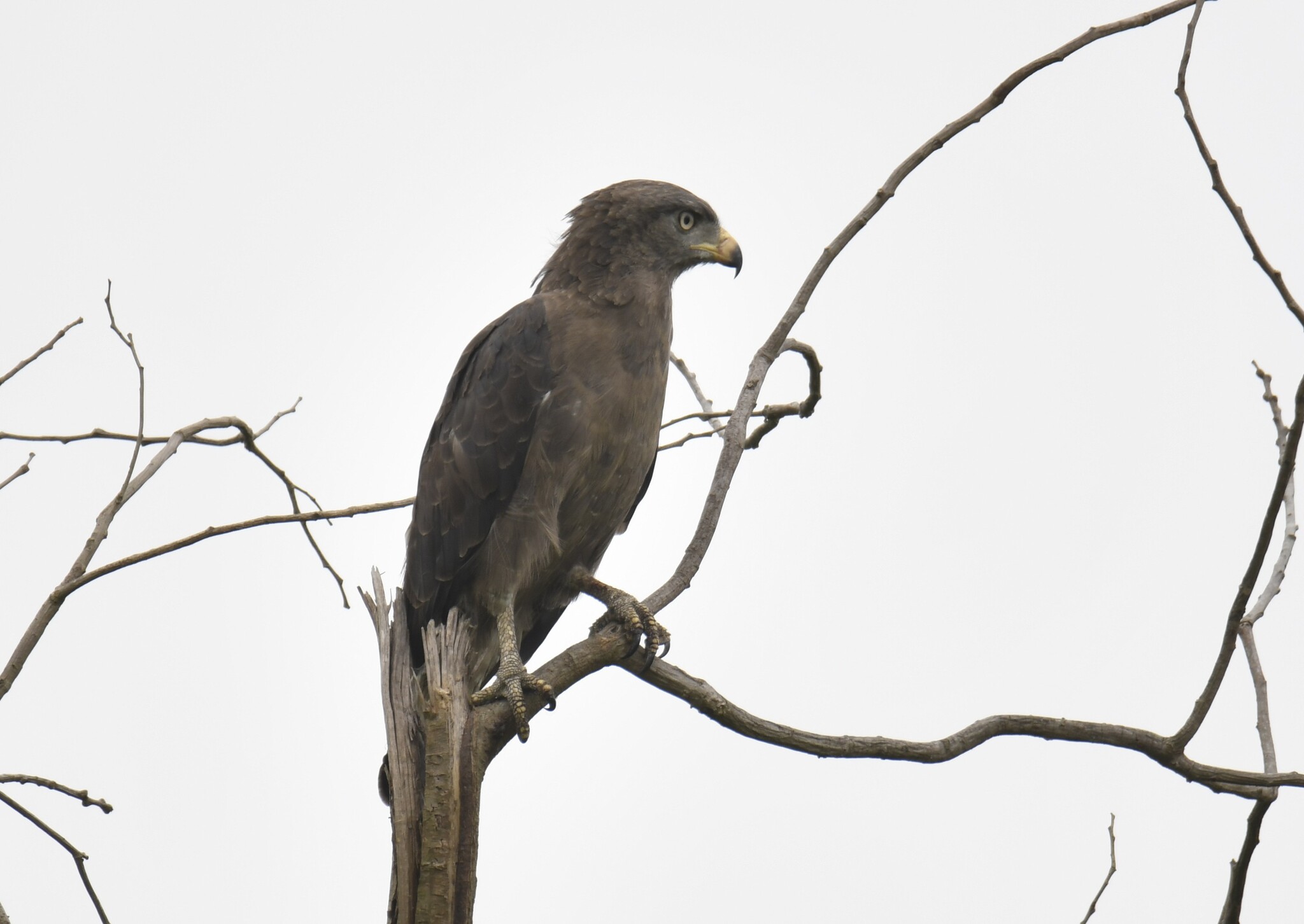 Western Banded Snake Eagle (Circaetus cinerascens), photo 10