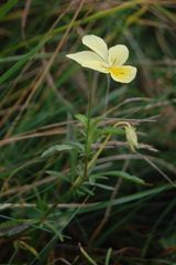 Viola lutea sudetica