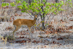 Raphicerus campestris steinhardti