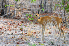Raphicerus campestris steinhardti