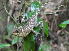 Acanthosaura phuketensis