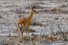 Raphicerus campestris steinhardti