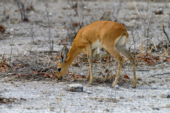 Raphicerus campestris steinhardti