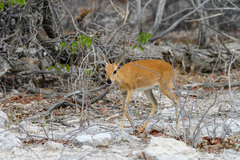 Raphicerus campestris steinhardti