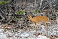 Raphicerus campestris steinhardti