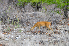 Raphicerus campestris steinhardti