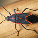 Eastern Boxelder Bug - Photo (c) Dave Huth, some rights reserved (CC BY-NC)