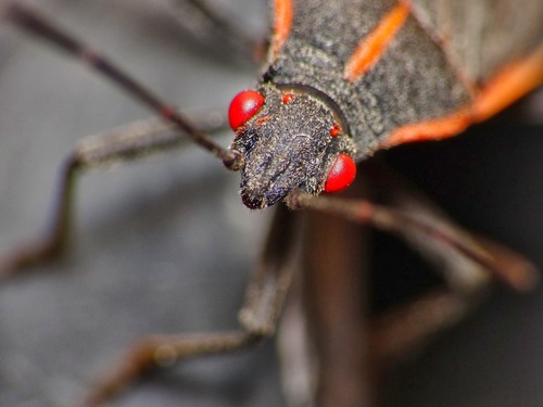 Eastern Boxelder Bug, photo 10 of 10