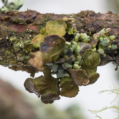 Tuckermanopsis sepincola