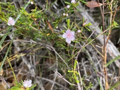 Hypocalymma strictum