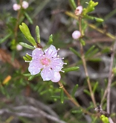 Hypocalymma strictum