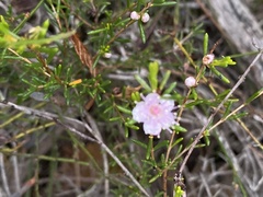 Hypocalymma strictum