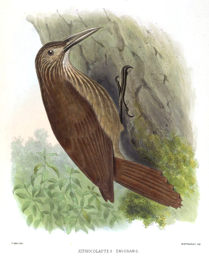 Strong-Billed Woodcreeper