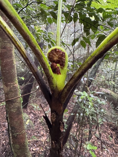 Cyathea robertsiana observed 2025-09-21
