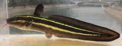 Plotosus lineatus