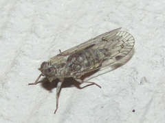 Melanoliarus aridus