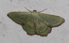 Metallochlora lineata