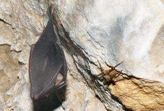 Rhinolophus hipposideros