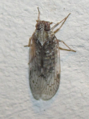 Melanoliarus aridus