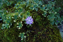 Primula minima