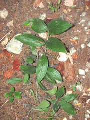 Lithospermum helleri