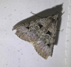 Avatha discolor