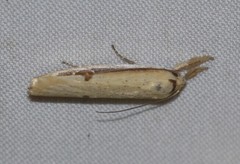 Compsotorna oligarchica