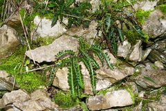Asplenium ceterach image
