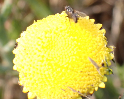 Beach Buttons (Cotula discolor)