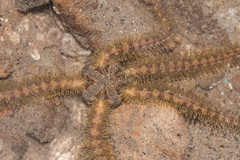 Macrophiothrix