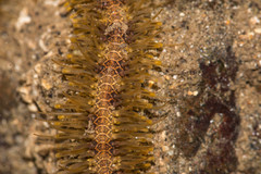 Macrophiothrix