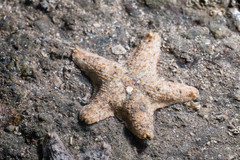 Aquilonastra