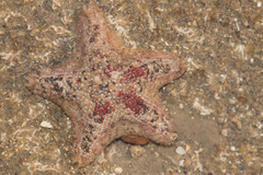 Aquilonastra