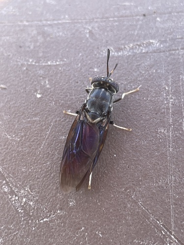 Unknown species found near Main St, Vancouver, WA, US
