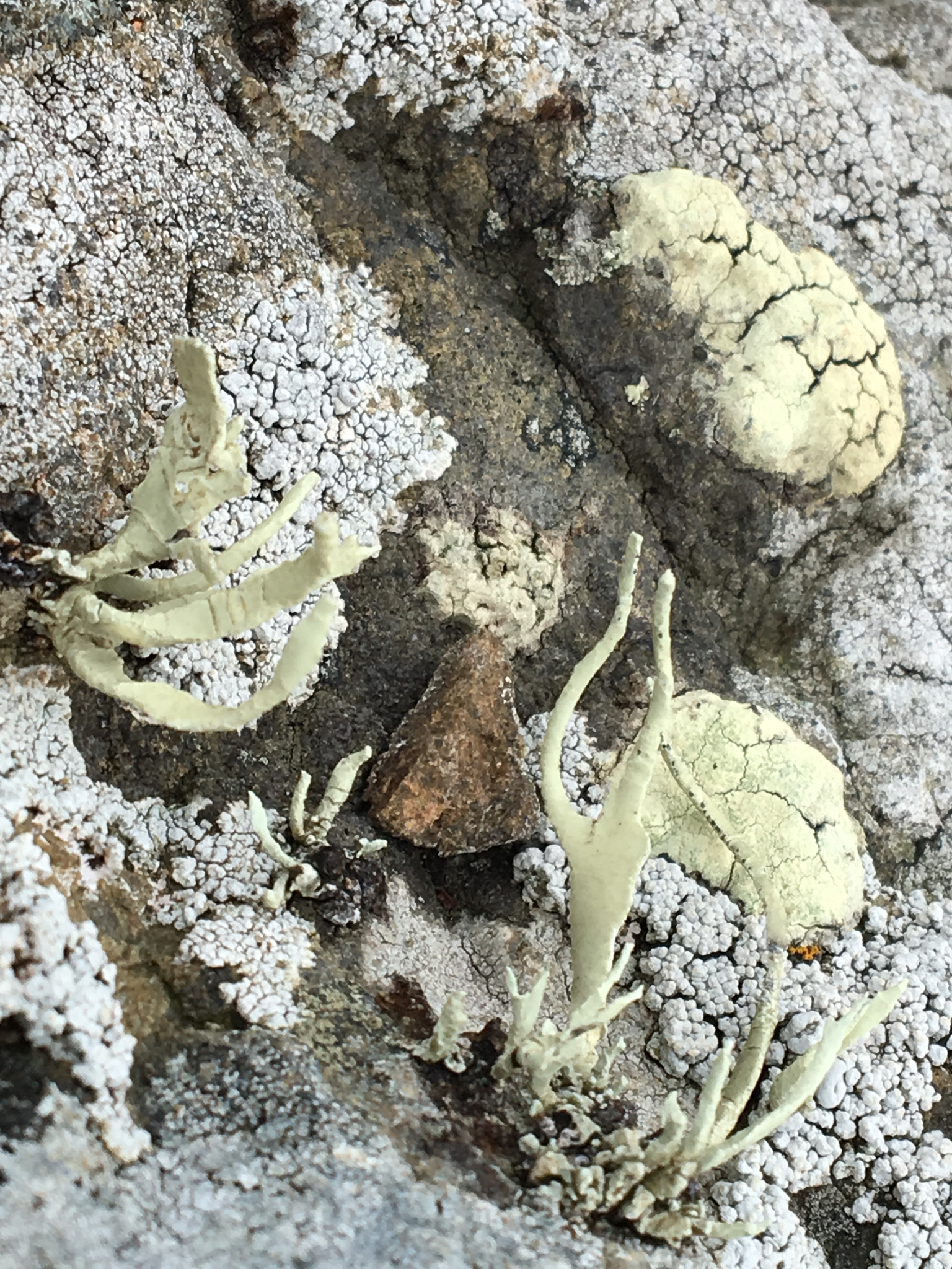 Protoparmeliopsis pinguis image