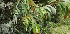 Acacia leiophylla