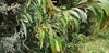 Acacia leiophylla - Photo (c) David Spencer Muirhead, algunos derechos reservados (CC BY-NC), subido por David Spencer Muirhead